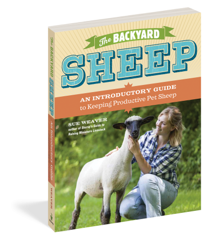 The Backyard Sheep